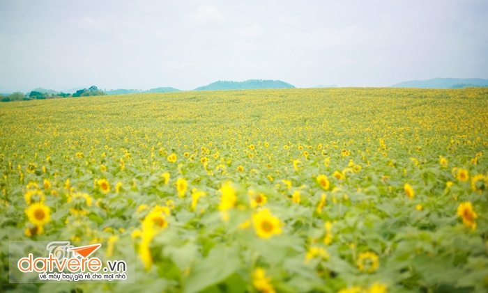 hoa huong duong nghe an